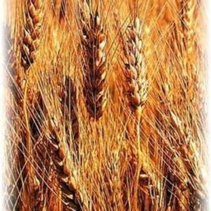 charles samuels Gallery