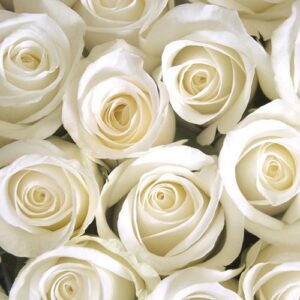 kathleen mcvay Gallery