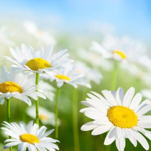 sandy howell Gallery