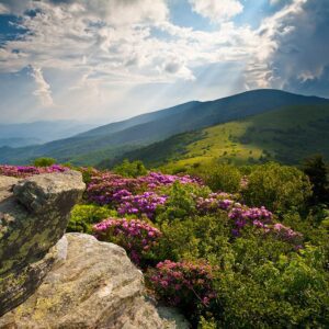 vincent schippers Gallery