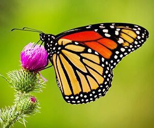 carole ranney Gallery