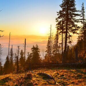 donald walker Gallery