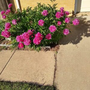 mildred rutledge Gallery