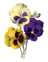 pansy brown