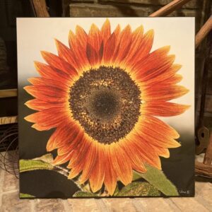 donald vine, m.d. Gallery