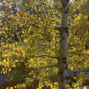 bryan ylander Gallery