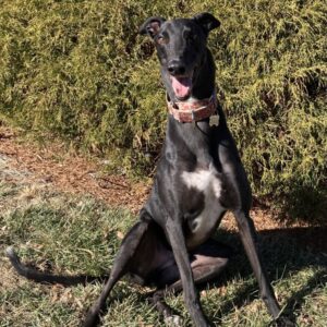 denise townsley Gallery