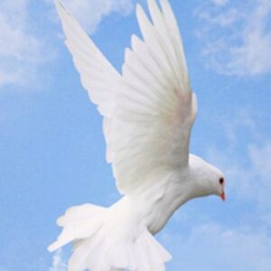 audrey mclemore Gallery