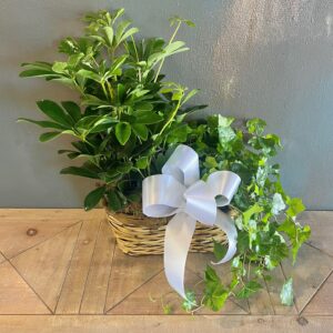 Double Basket Plant Combination