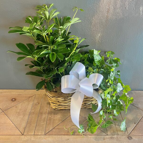Double Basket Plant Combination