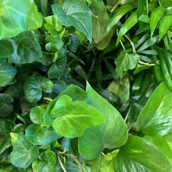 Easy Care Green Plant in an 8" Wicker Basket