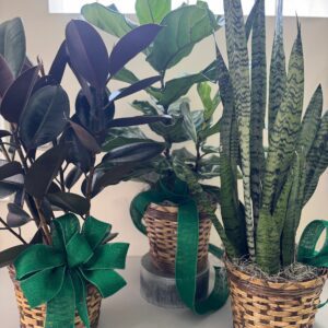 House Plant Collection - Floor Plant - Green/Folliage Plant