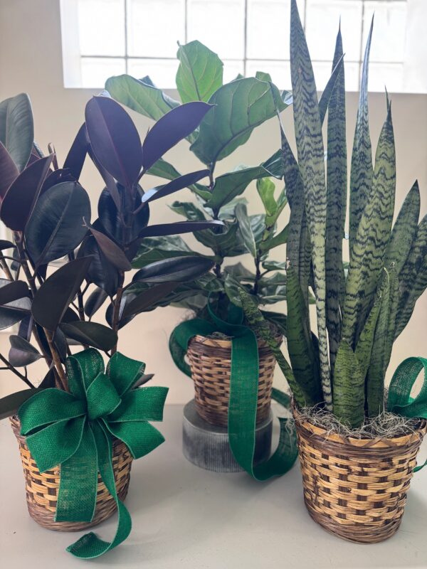 House Plant Collection - Floor Plant - Green/Folliage Plant