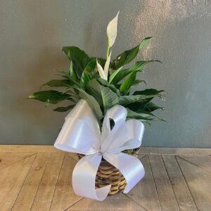 Peace Lily in a 6" Wicker Basket