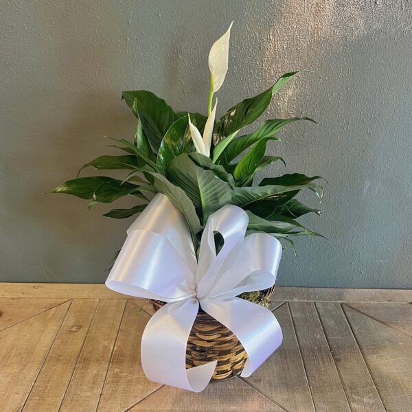 Peace Lily in a 6" Wicker Basket
