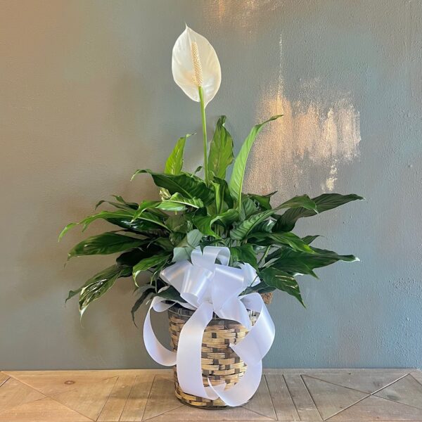 Peace Lily in an 8" Wicker Basket