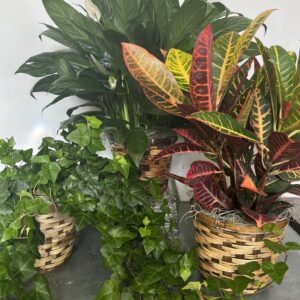 Tabletop Foliage Plant