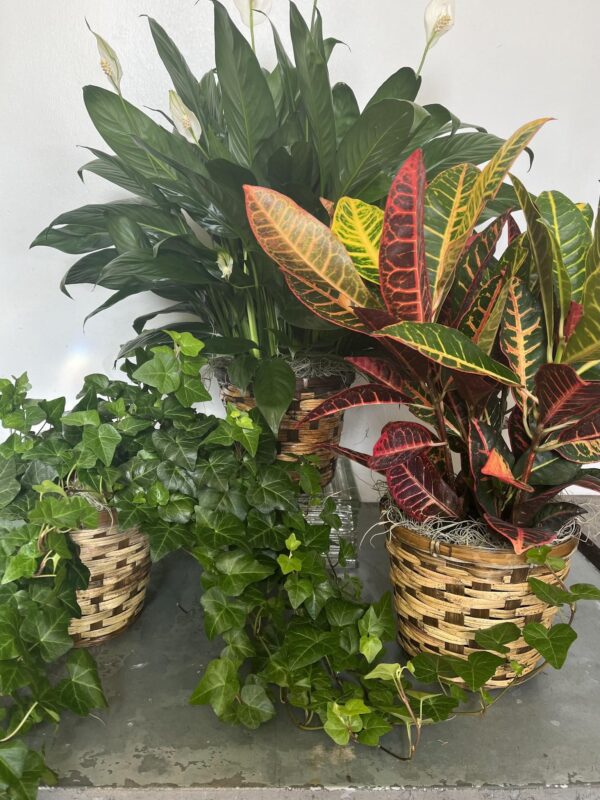 Tabletop Foliage Plant