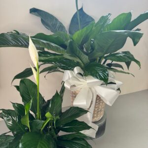 Tabletop Peace Lily