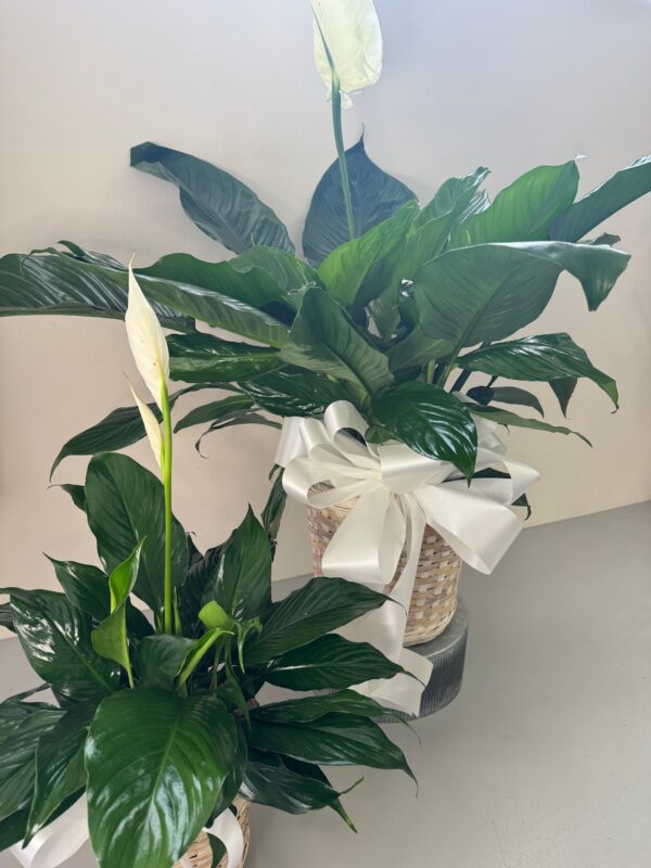 Tabletop Peace Lily